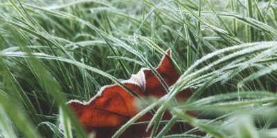 a close up of a flower